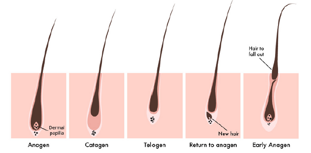 The Hair Cycle
