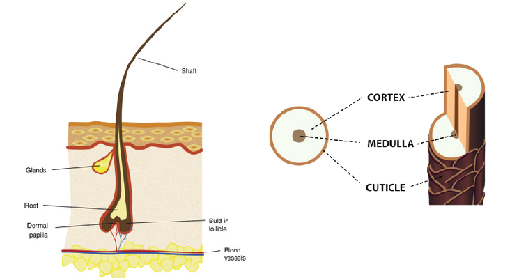 Hair Anatomy
