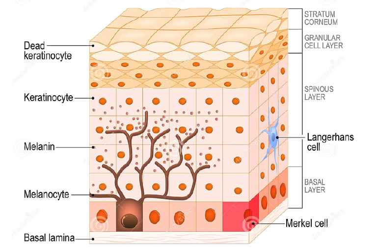 The Epidermis