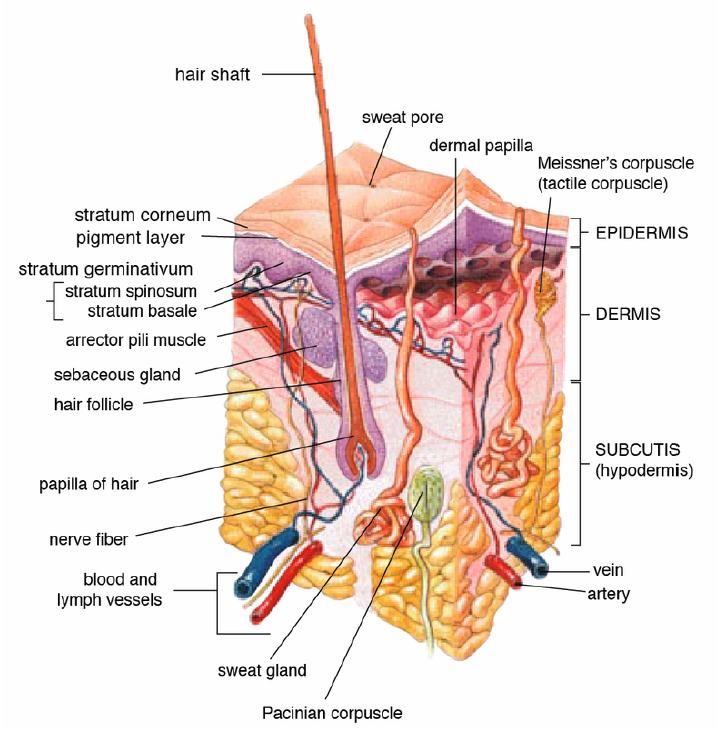 The Subcutaneous Layer