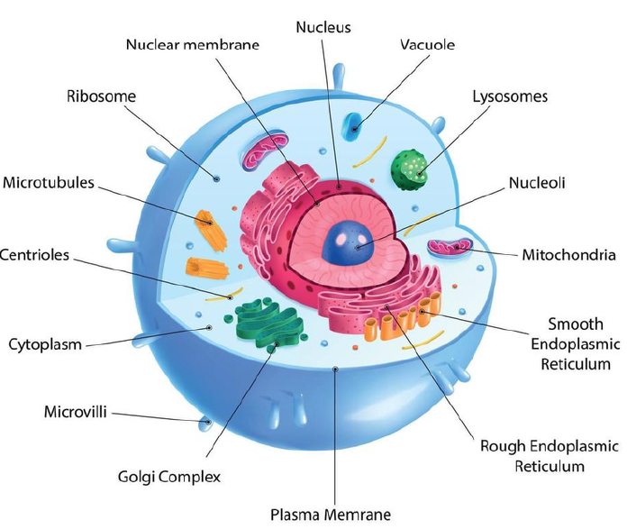 Cells