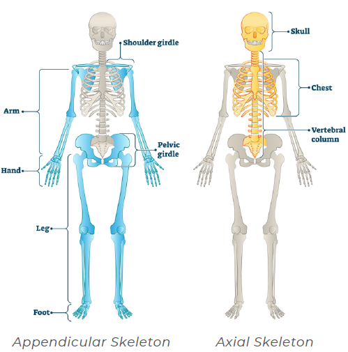 The Skeletal System