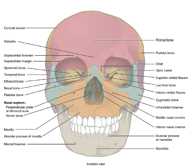 The Skull