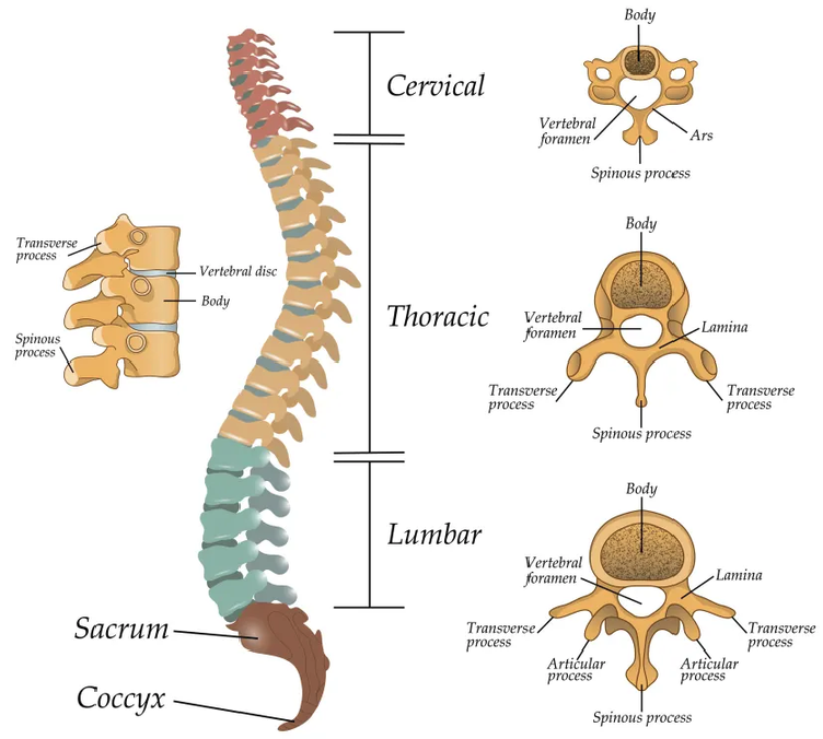 Neck, Shoulder, Chest & Spine