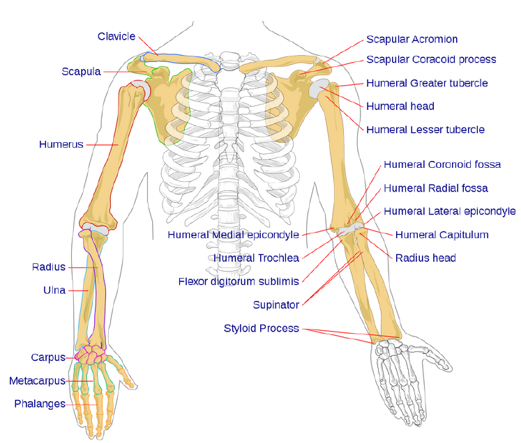 Bones of the Arm & Hand