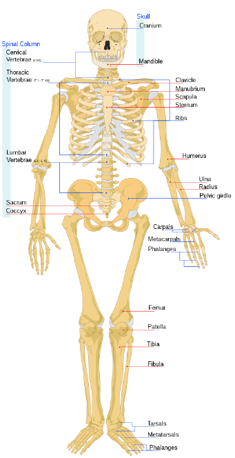 Skeleton Diagram