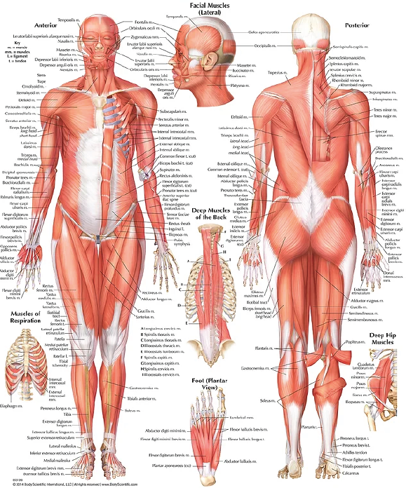 Body Muscles