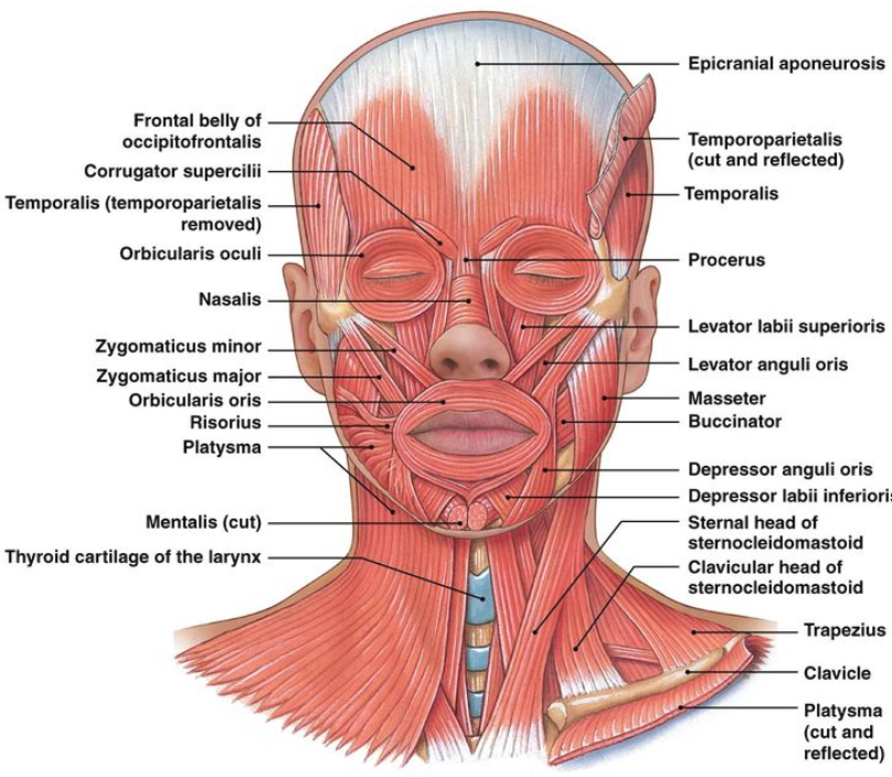 Facial Muscles