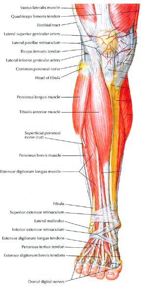 Muscles of the Leg & Foot