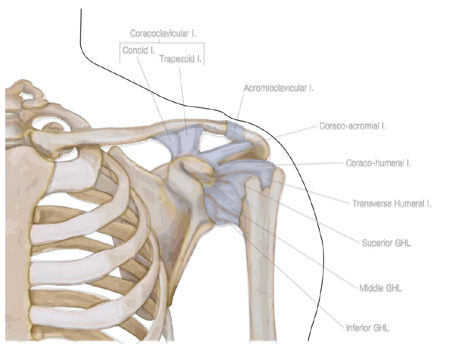 Muscles, Tendons & Ligaments