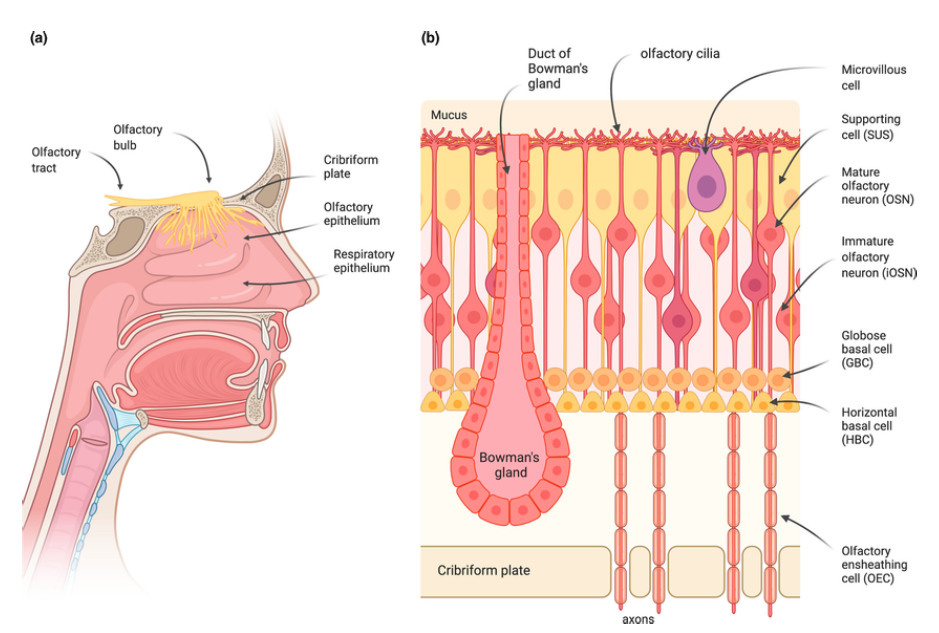 The Olfactory System