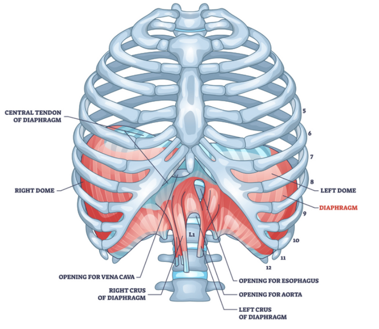 The Respiratory System