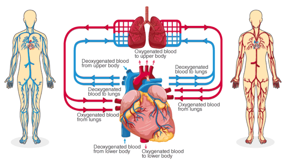 The Circulaory System