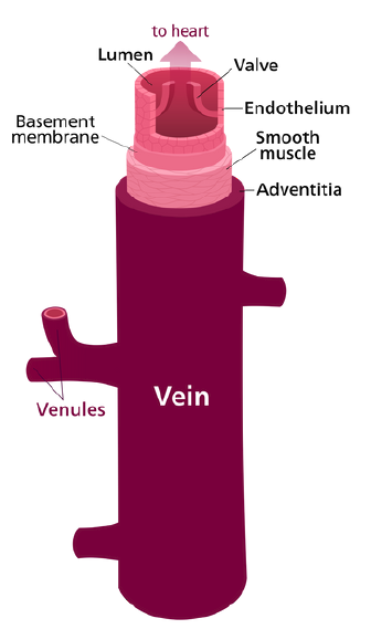 The Cardiovascular System