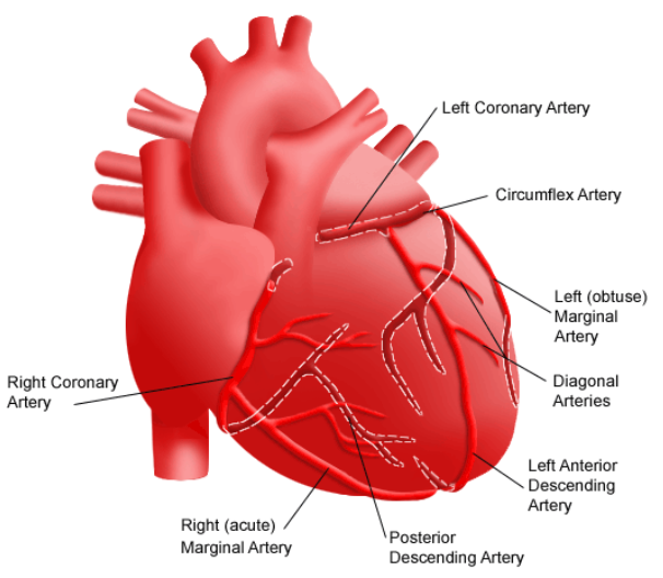 The Heart