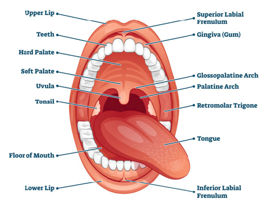 The Mouth