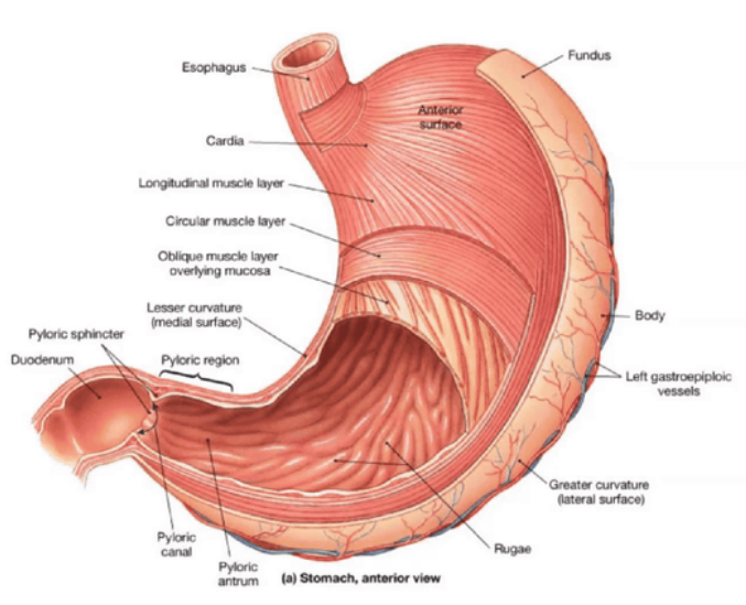 The Stomach