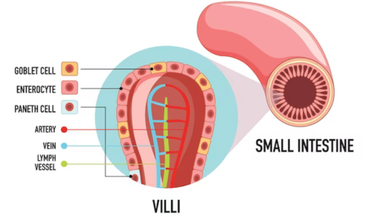 The Small Intestine