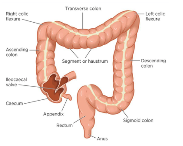 The Large Intestine