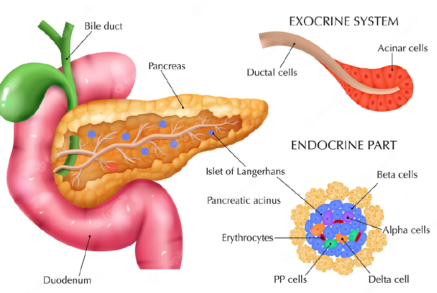 The Pancreas