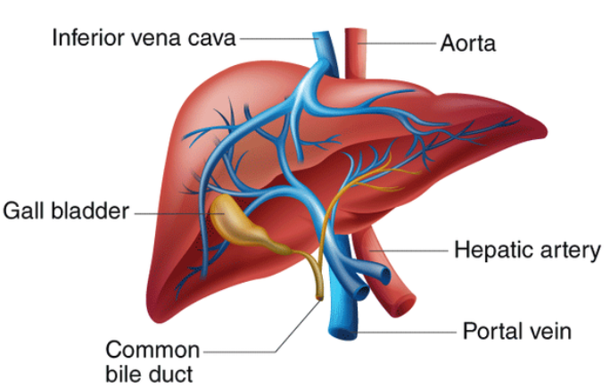 The Liver