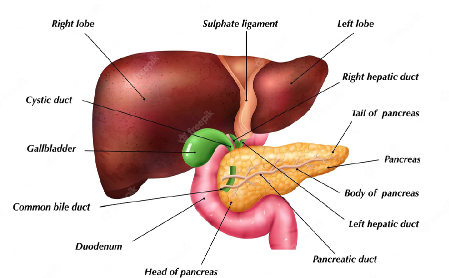 The Digestive System