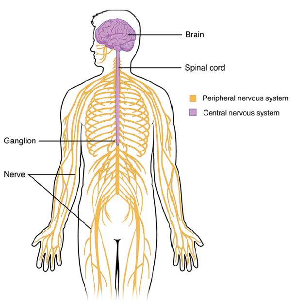 The Nervous System