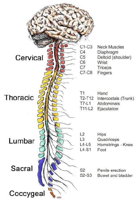 The Central Nervous System (CNS)