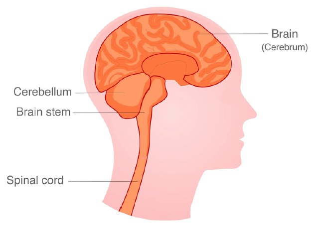 The Brain