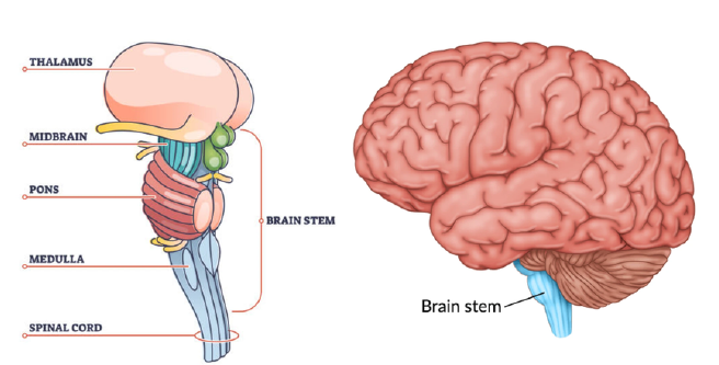 Brainstem