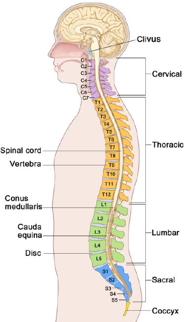The Spinal Cord