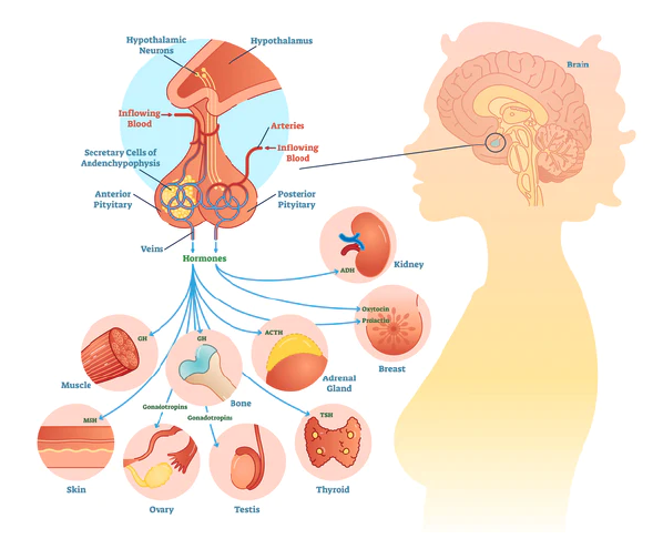 The Pituitary Gland