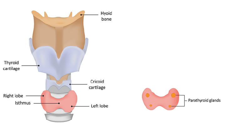 Thyroid Gland and Parathyroid