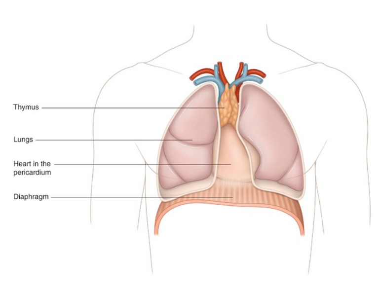Thymus
