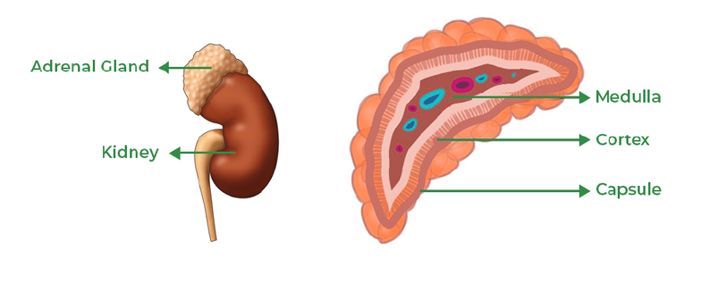 The Adrenal Glands