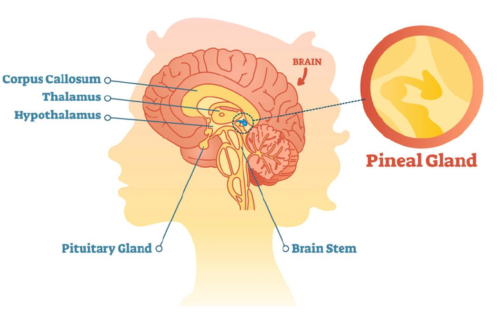 The Pineal Gland