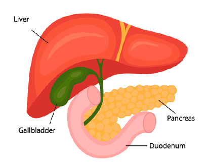 The Pancreas