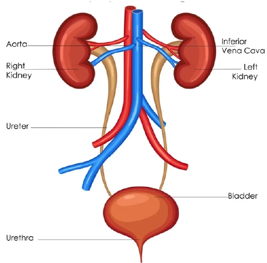 The Urinary System