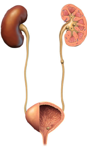 Ureter