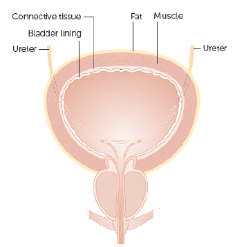 The Bladder