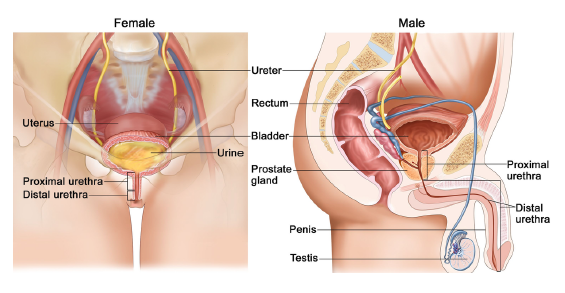 The Urethra