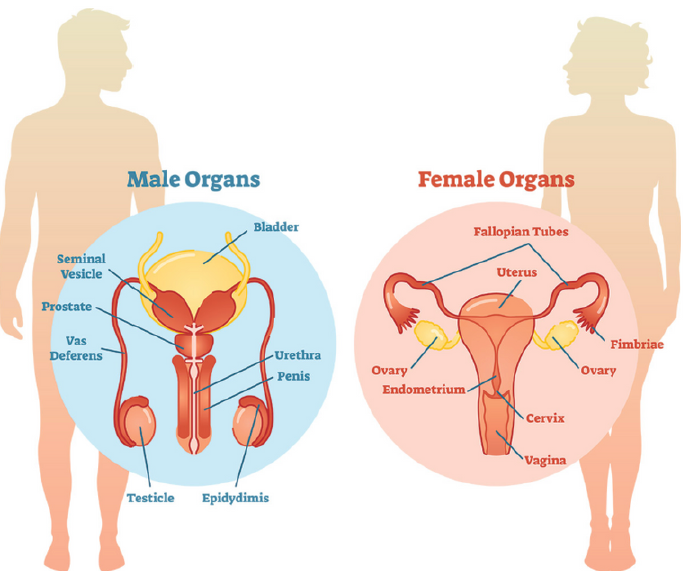 The Reproductive System