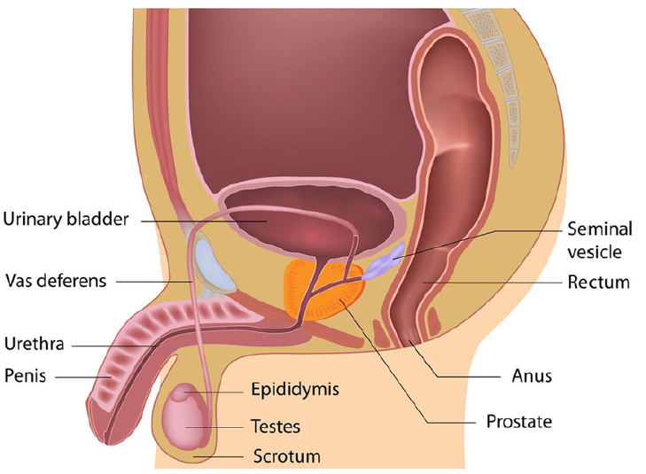 The Male Reproductive System