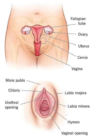 The Female Reproductive System