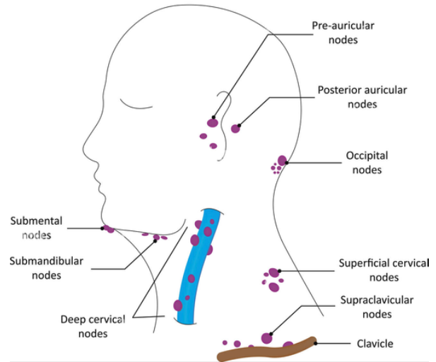 The Lymphatic System