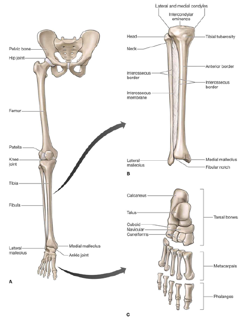 Bones of the Leg & Foot
