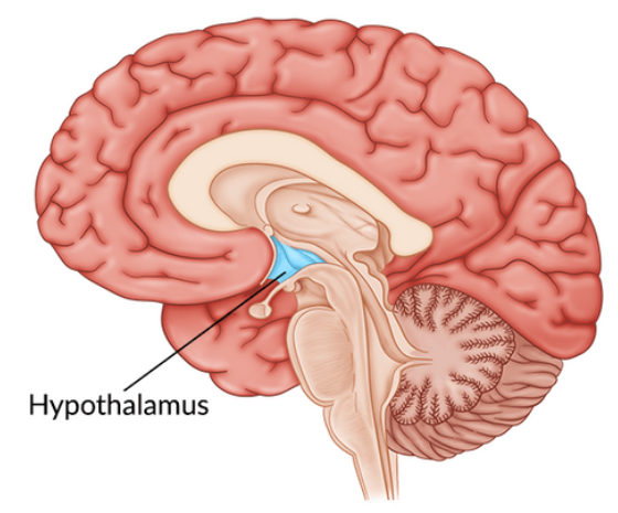 Homeostasis